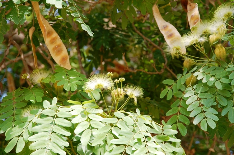 Acacia egiziana - Albizia lebbeck